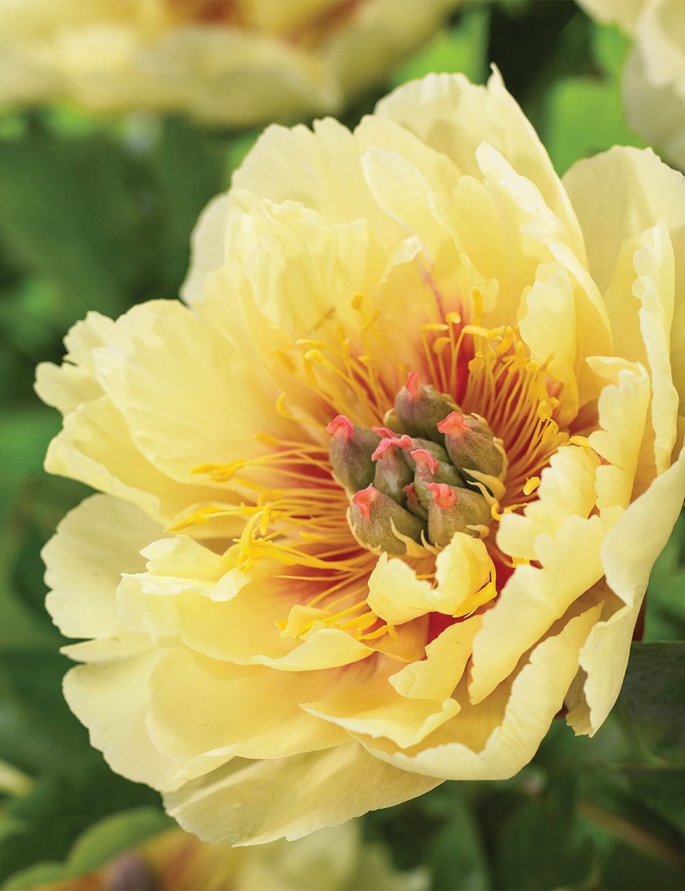 Itoh Peony 'Garden Treasure'