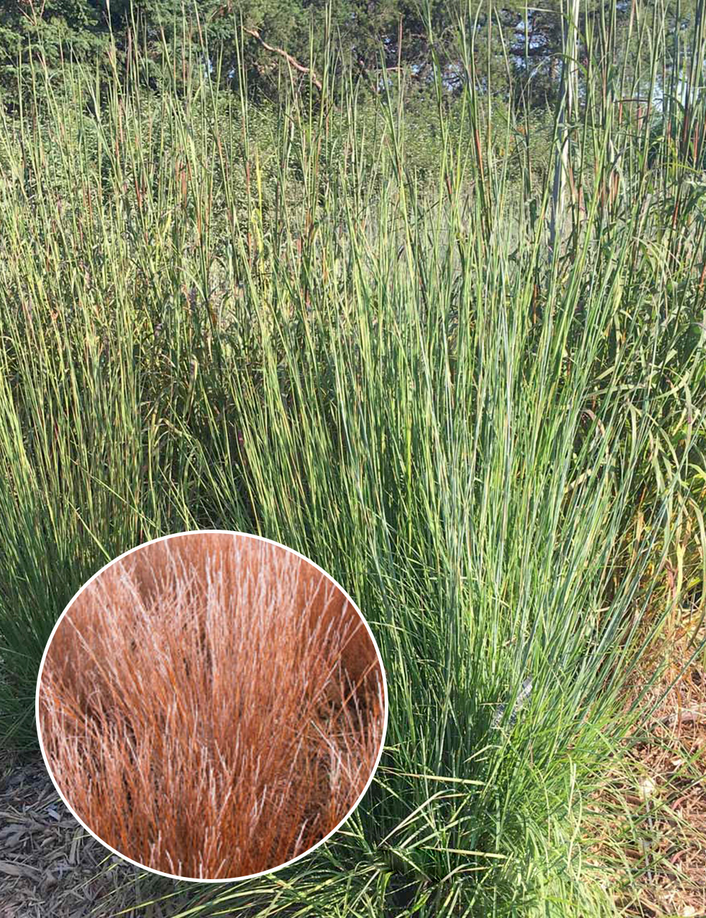 Panicum 'Blue Steel'
