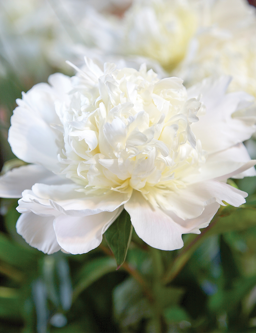 Peony 'Charlies White'