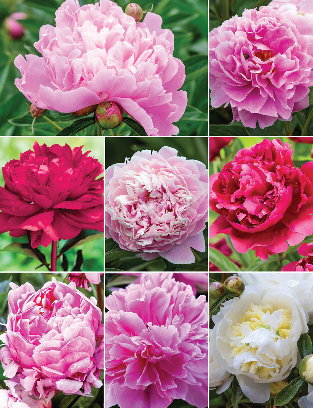 Peonies Collection No 2