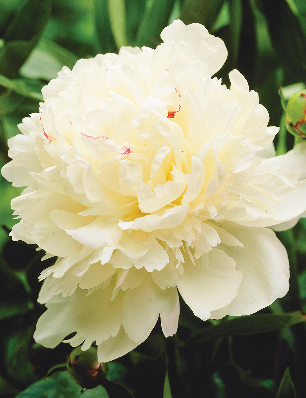 Peony 'Marie Lemoine'