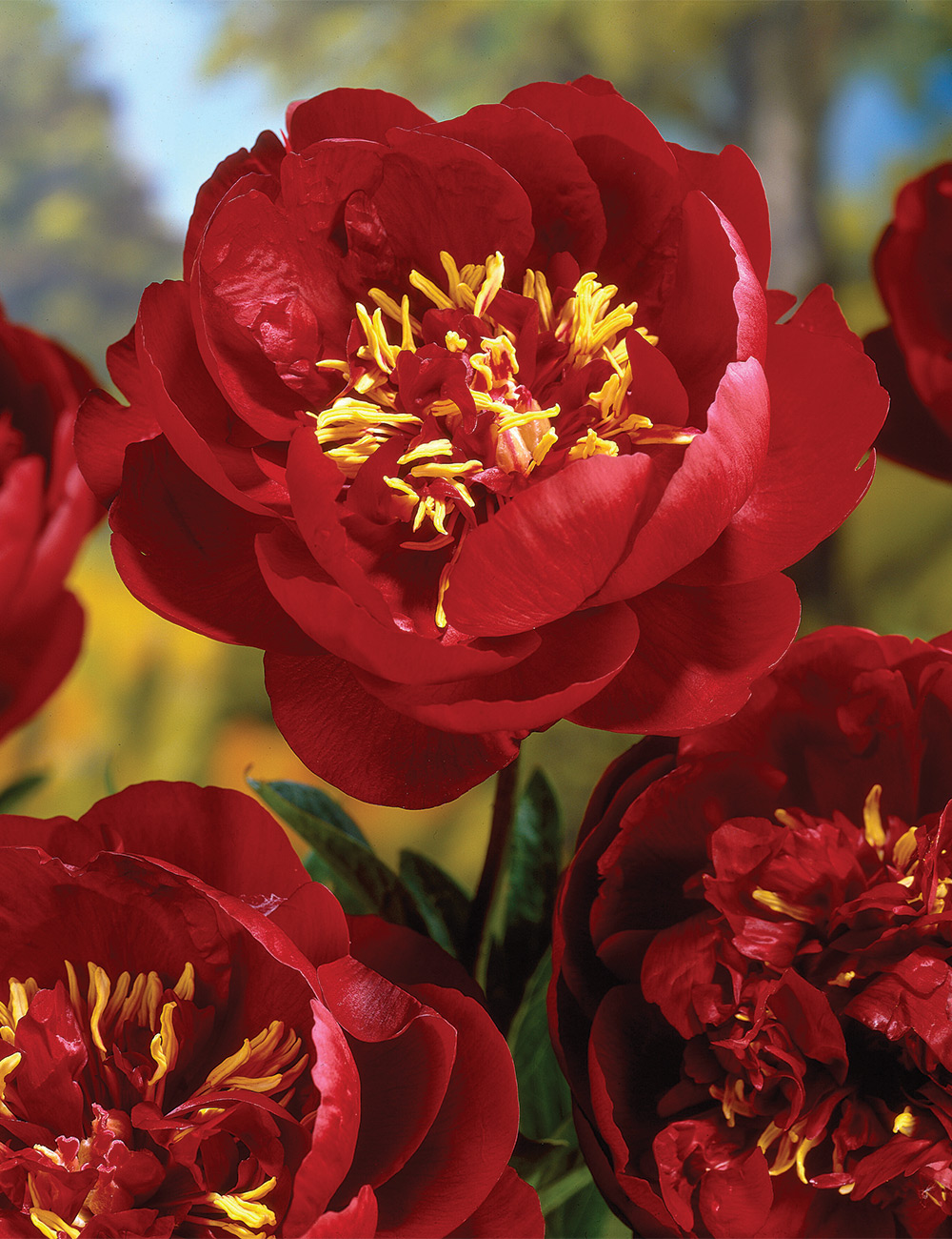 Peony 'Rosedale'