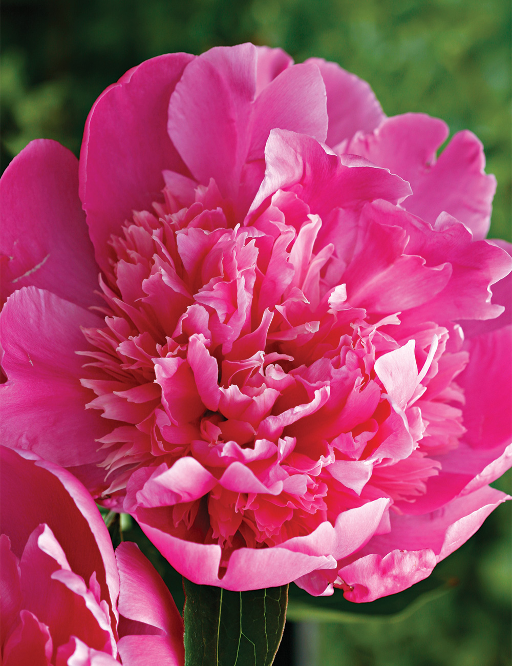 Peony 'Heaven Scent'