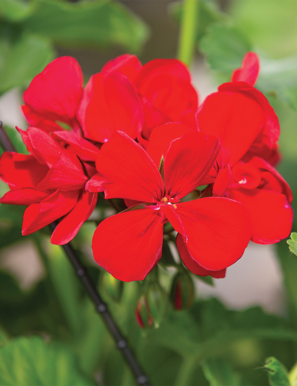Zonal Calliope Geranium 'Big Red'
