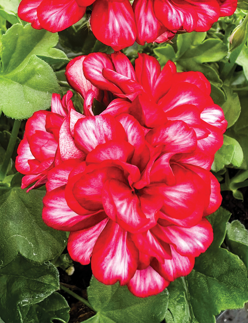 Ivy Leafed Geranium Great Balls of Fire Red Bicolour