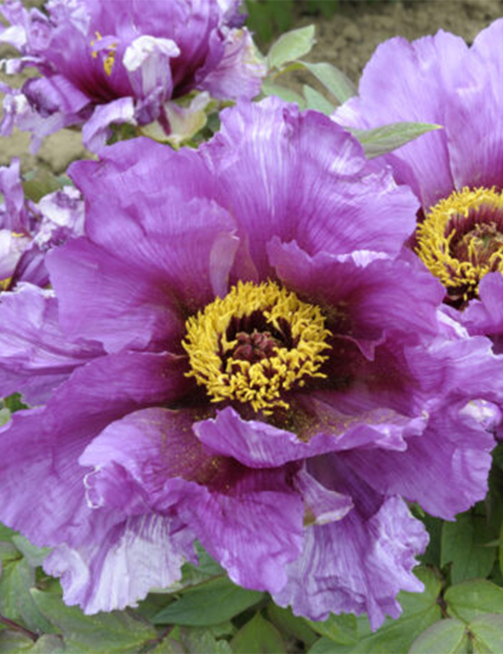 Tree Peony 'Futakami-Shigure'