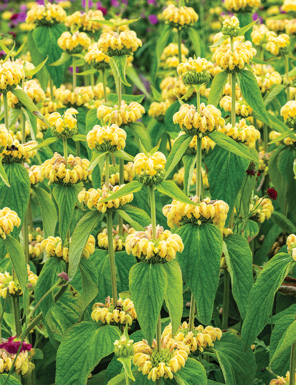 Jerusalem Sage
