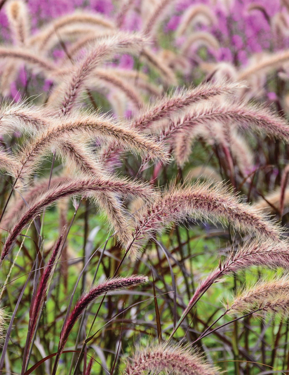 Purple Fountain Grass 'Rubrum'