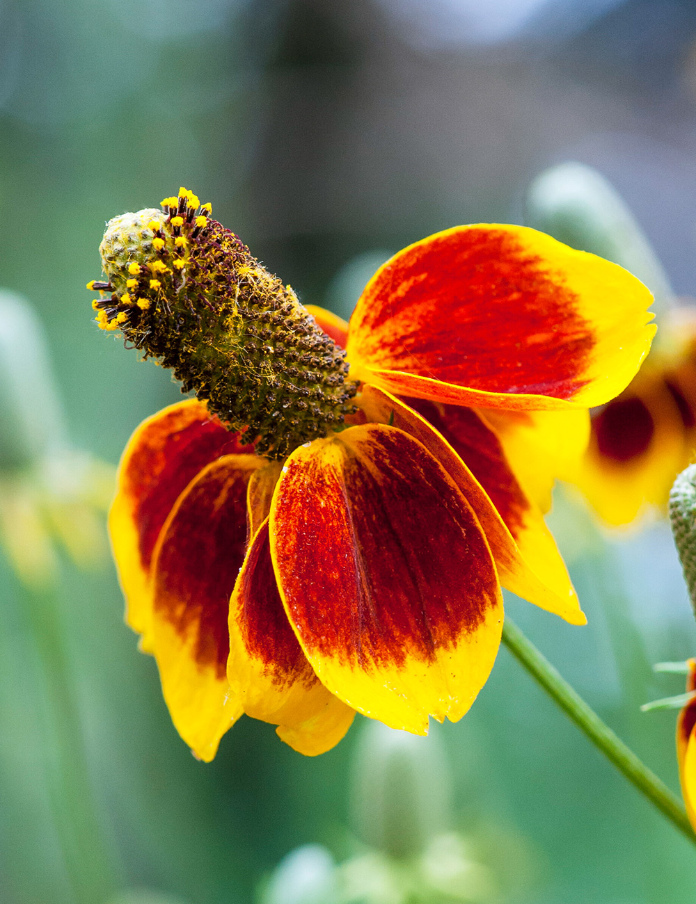 Mexican Hat Flower