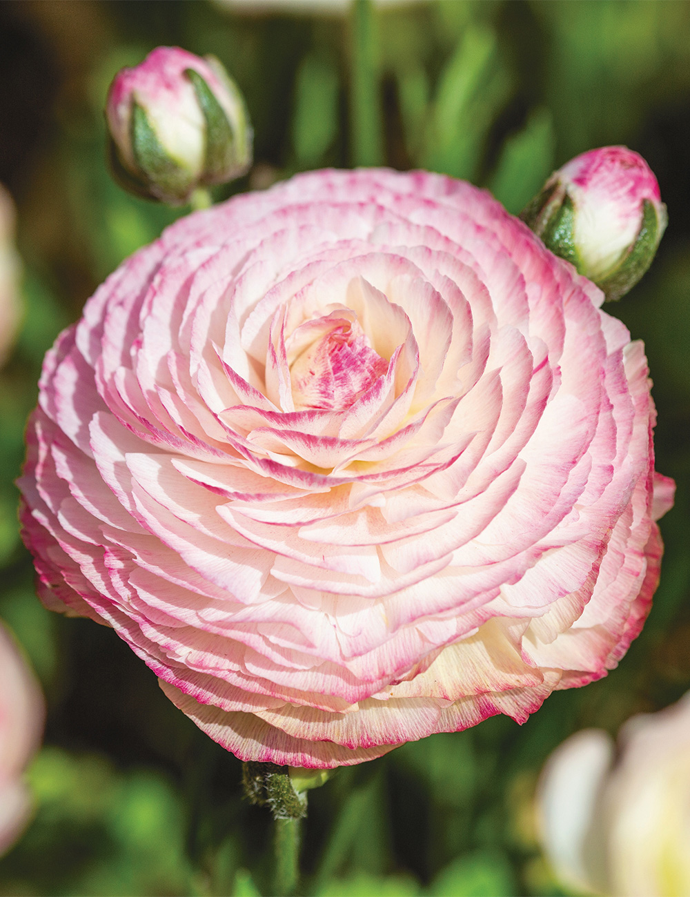 Renaissance Ranunculus 'Bianco Sfumato'