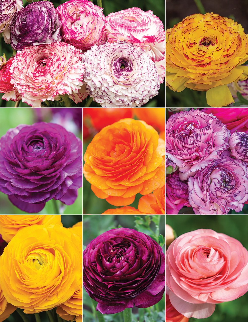 Renaissance Ranunculus Collection No1 (reduced)