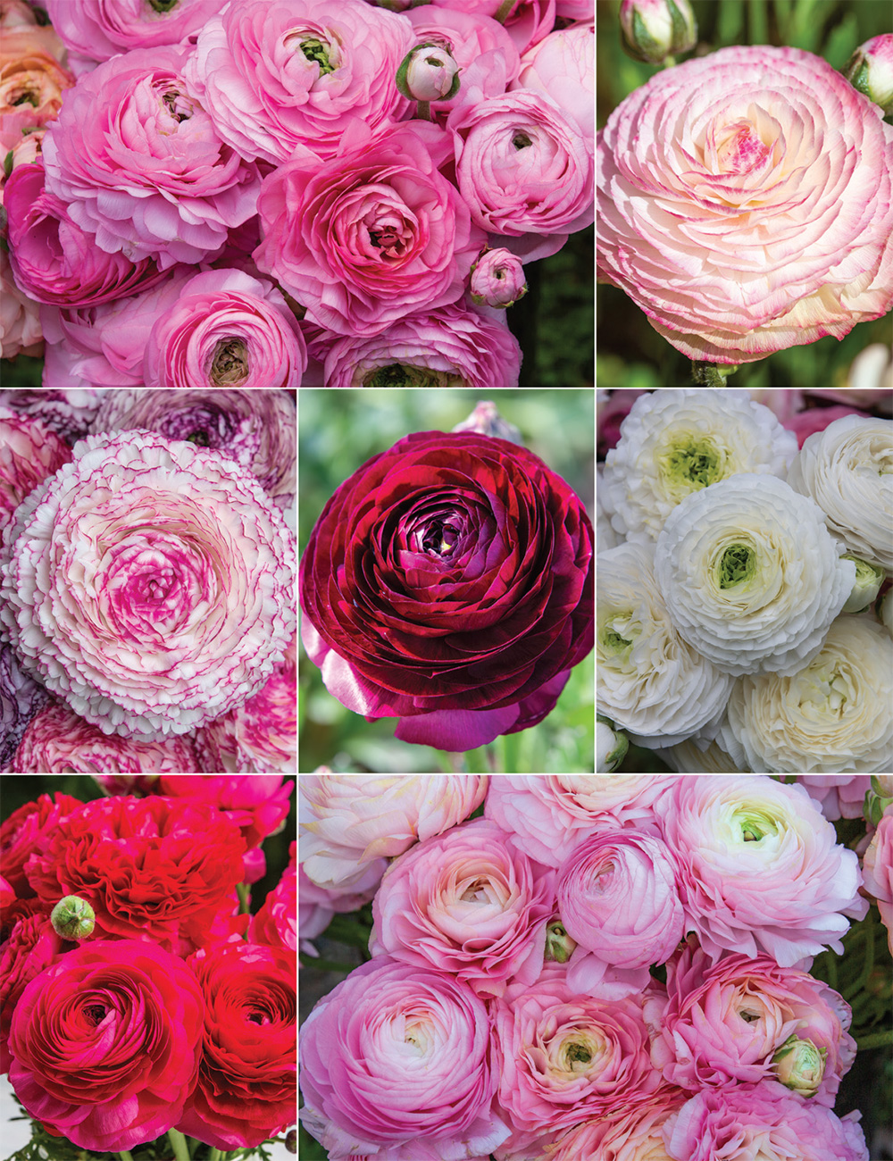 Renaissance Ranunculus Collection No2 (reduced)
