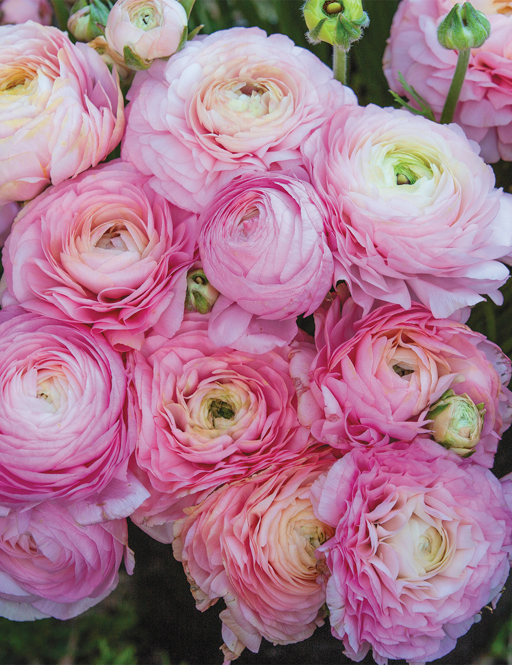 Renaissance Ranunculus 'Pastello'