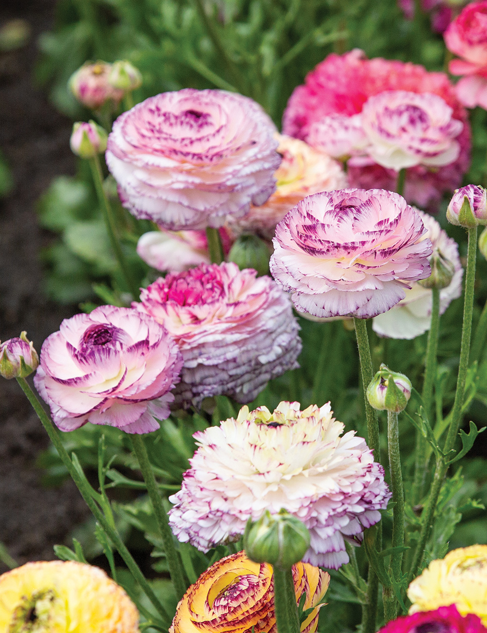 Renaissance Ranunculus 'Pastello Striato'