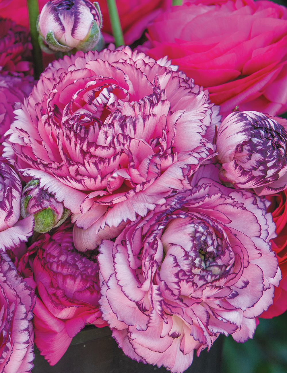 Renaissance Ranunculus 'Rosa Striato'