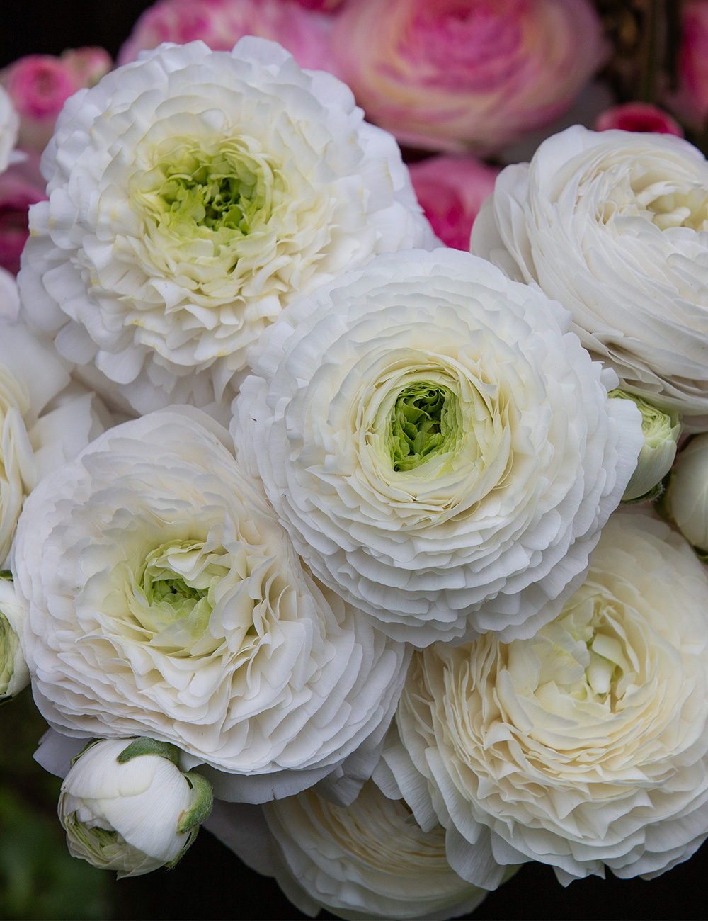 Renaissance Ranunculus 'Bianco'