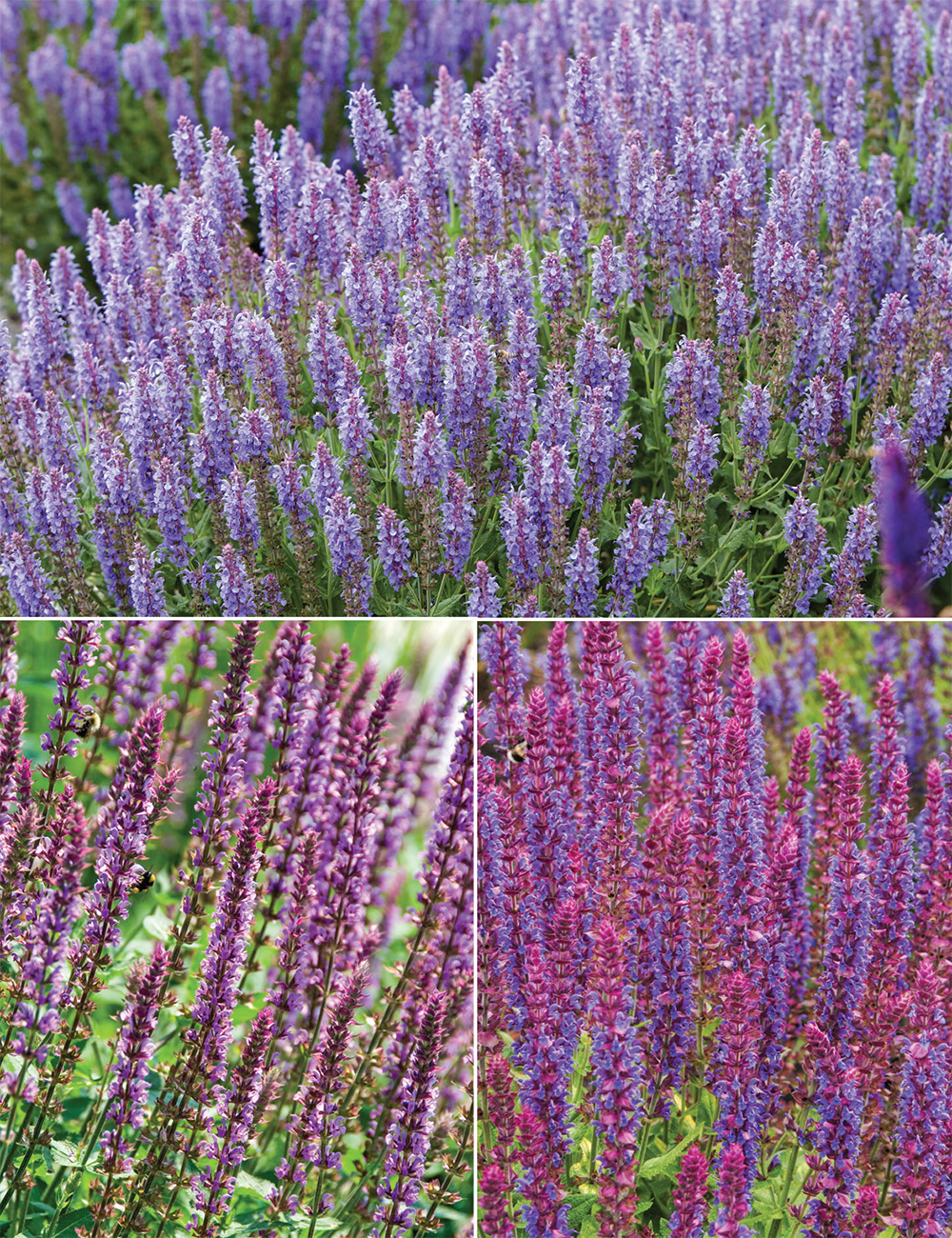 Salvias Collection