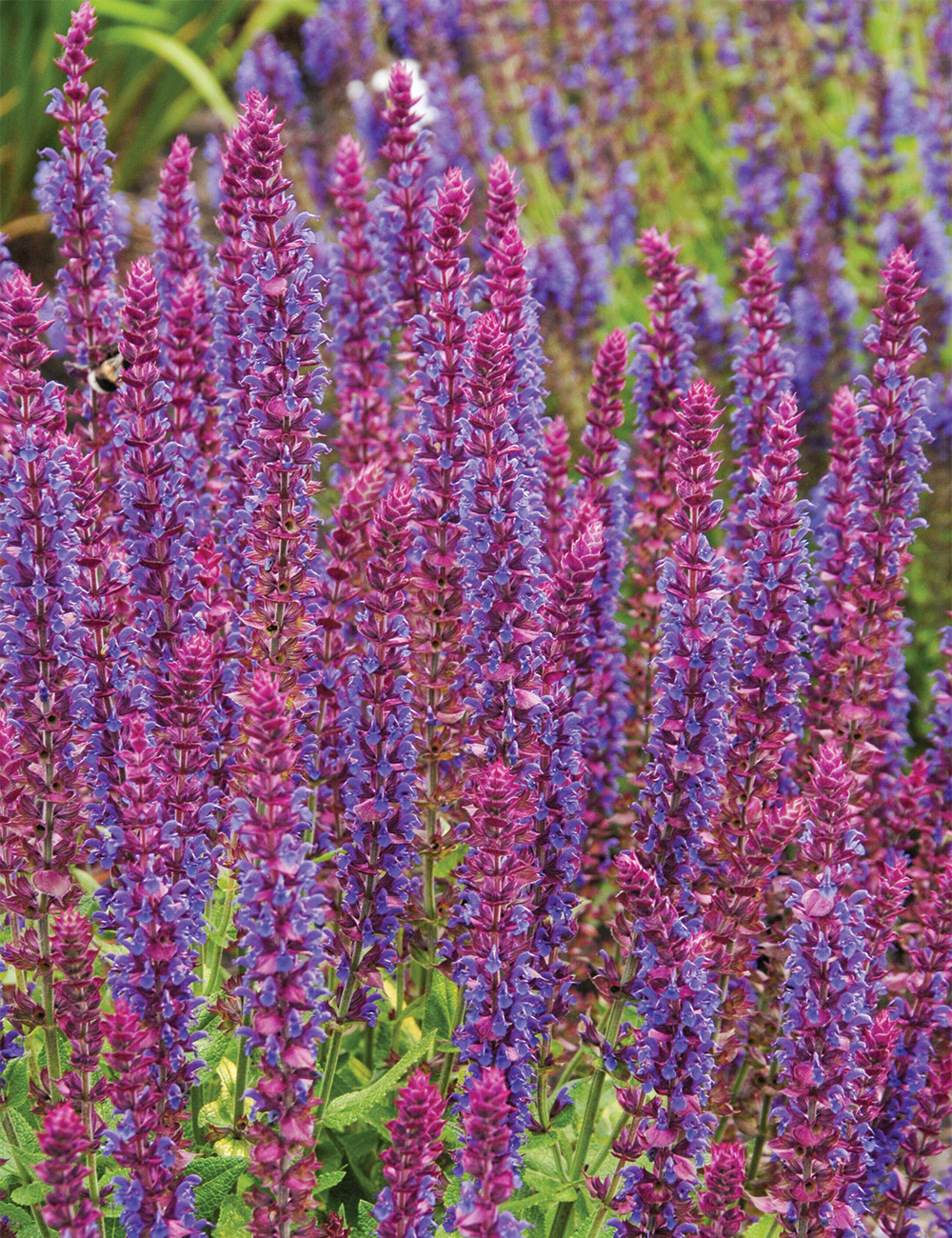Salvia 'Ostfriesland'