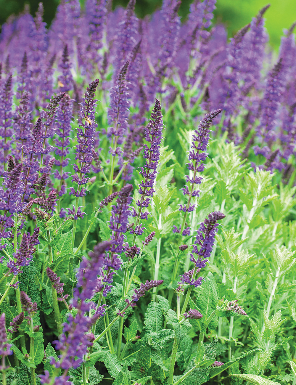 Salvia 'Tanzerin'