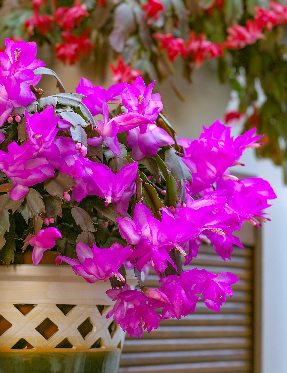 Zygocactus Amazonia 'Purple'