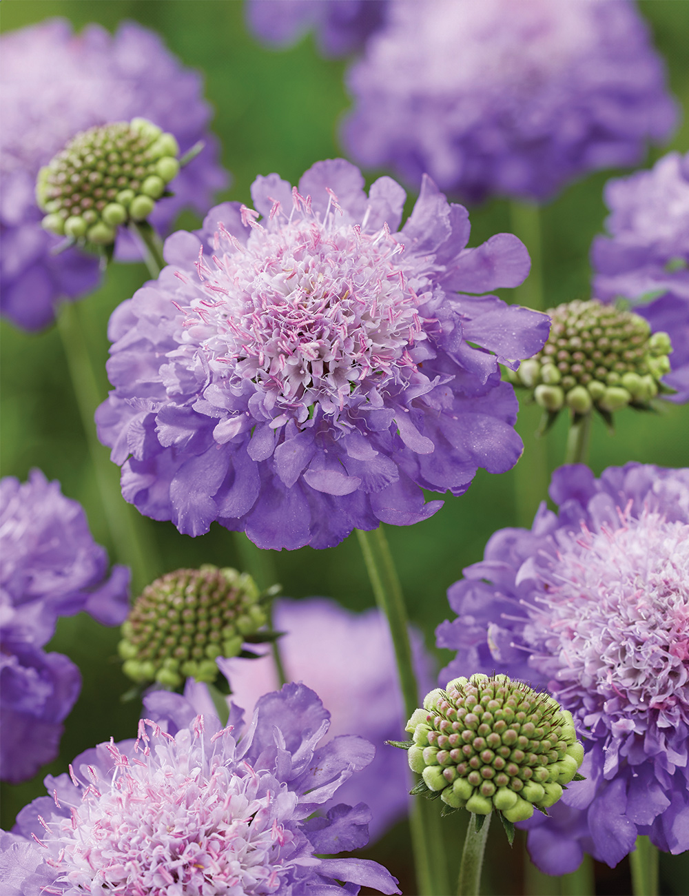 Scabiosa 'Mariposa Blue'