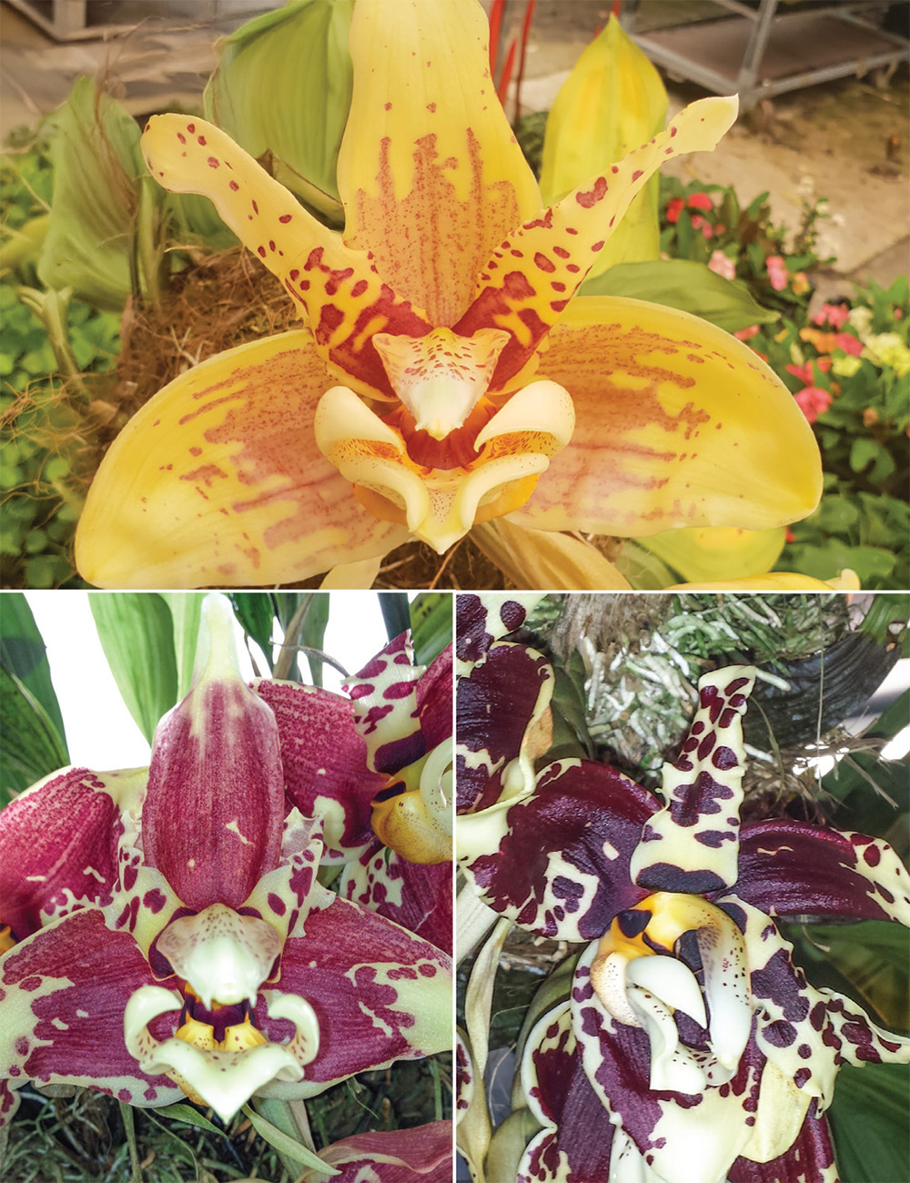 Upside Down Orchid Stanhopea Hybrid