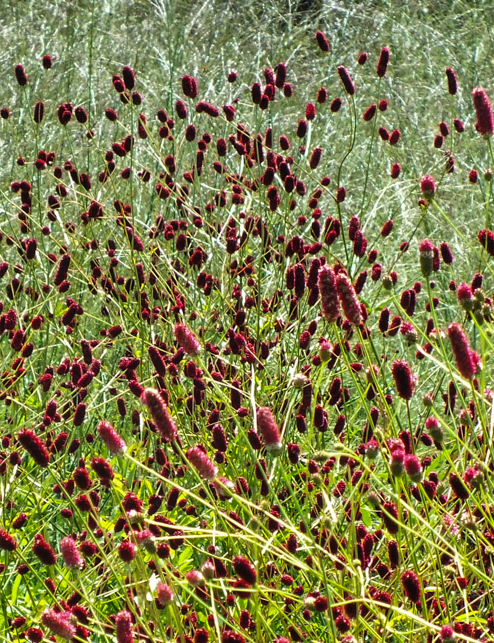 Sanguisorba 'Cangshan Cranberry'