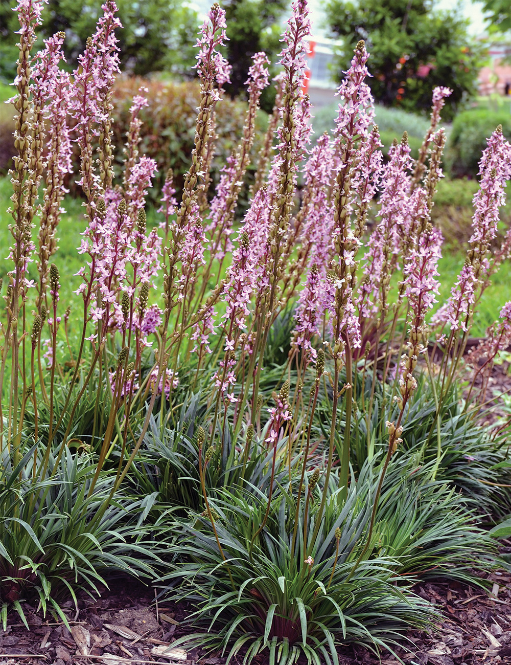 Dinosaur Grass 'Pinkasaurus'