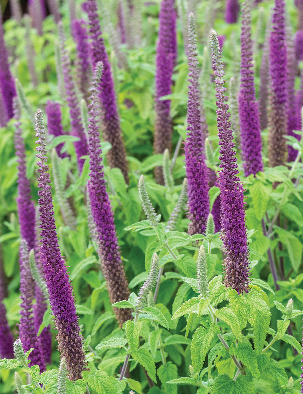 Teucrium Purple Tails