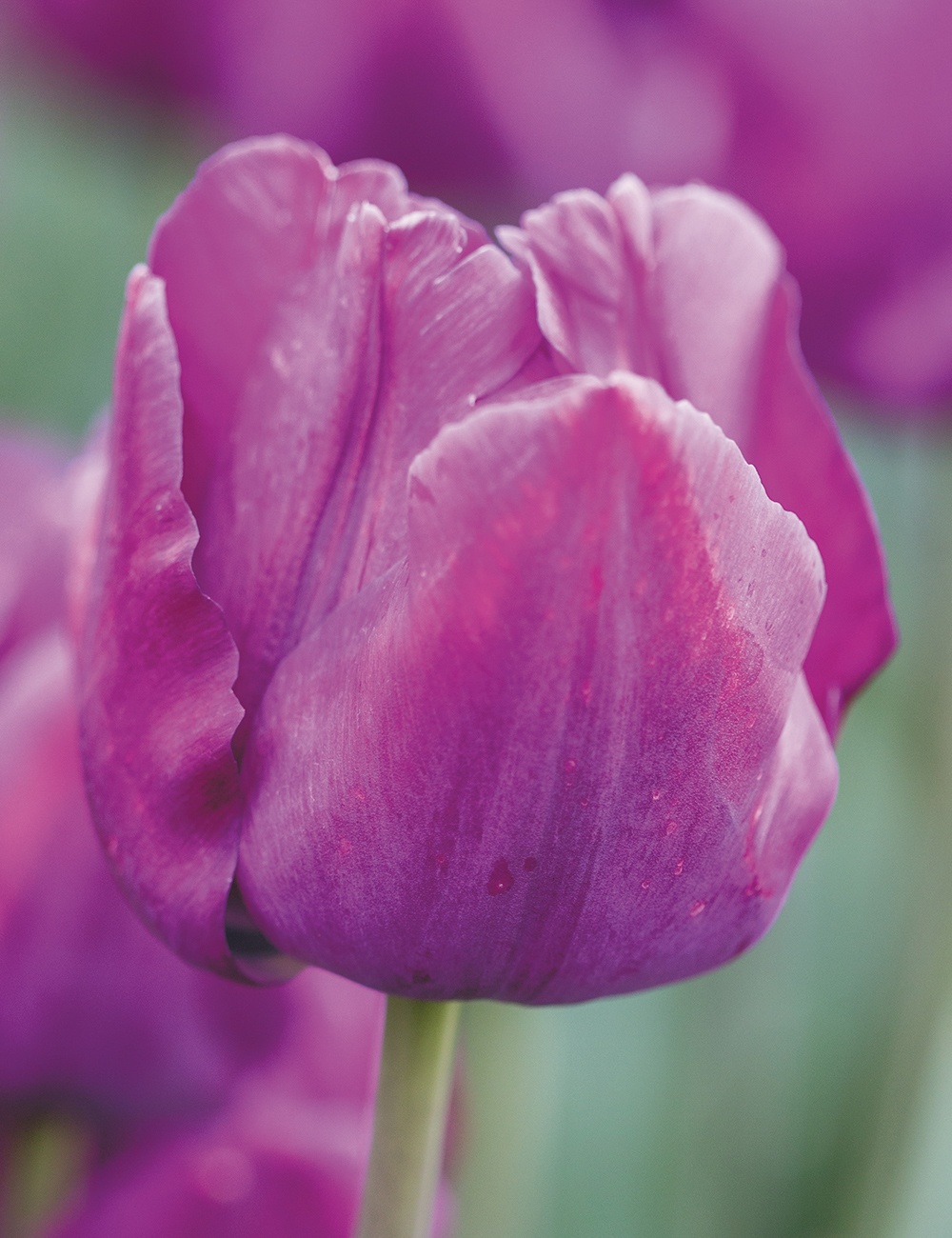 Bokassa Tulip 'Saigon'