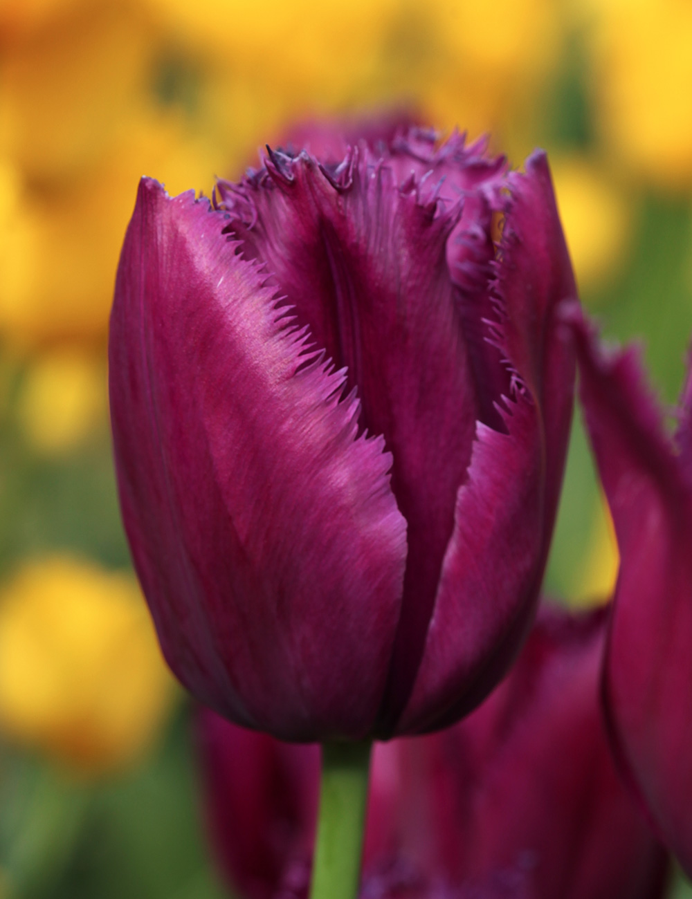 Fringed Tulip 'Curly Sue'