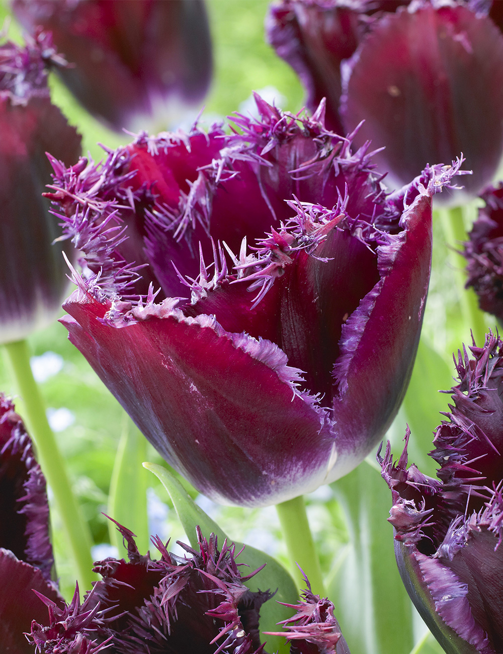 Fringed Tulip 'Purple Crystal'
