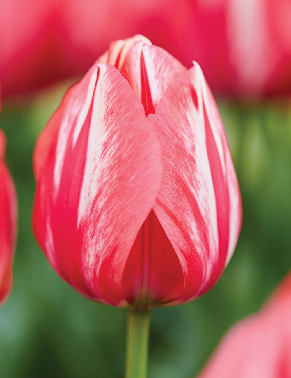 Tulip 'Spryng Break'