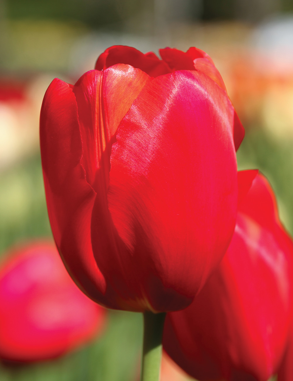 Monet Tulip 'Scarlet'