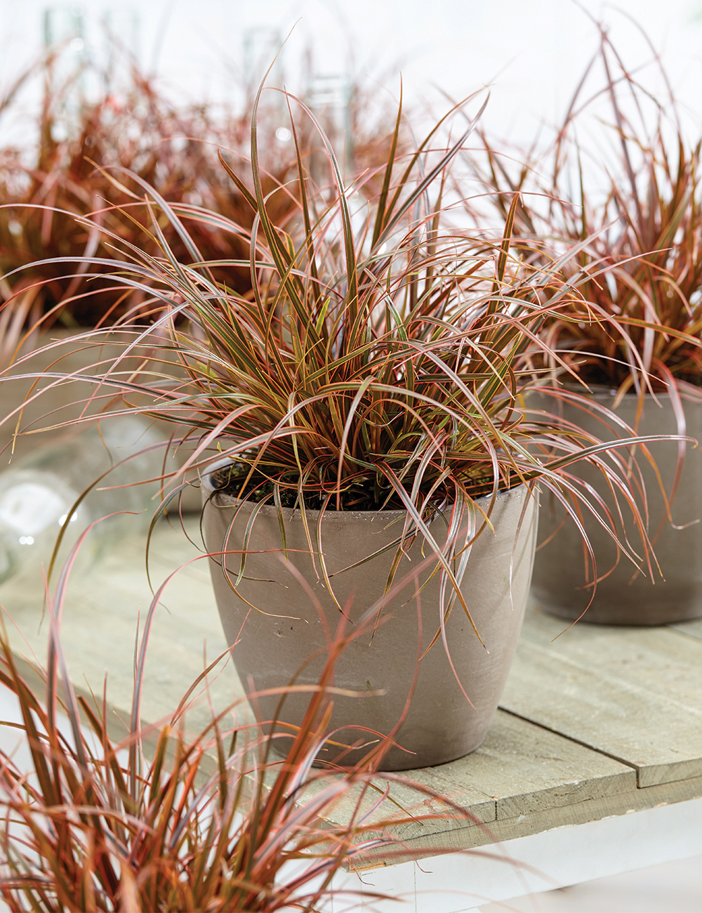 Red HookSedge Belinda's Find