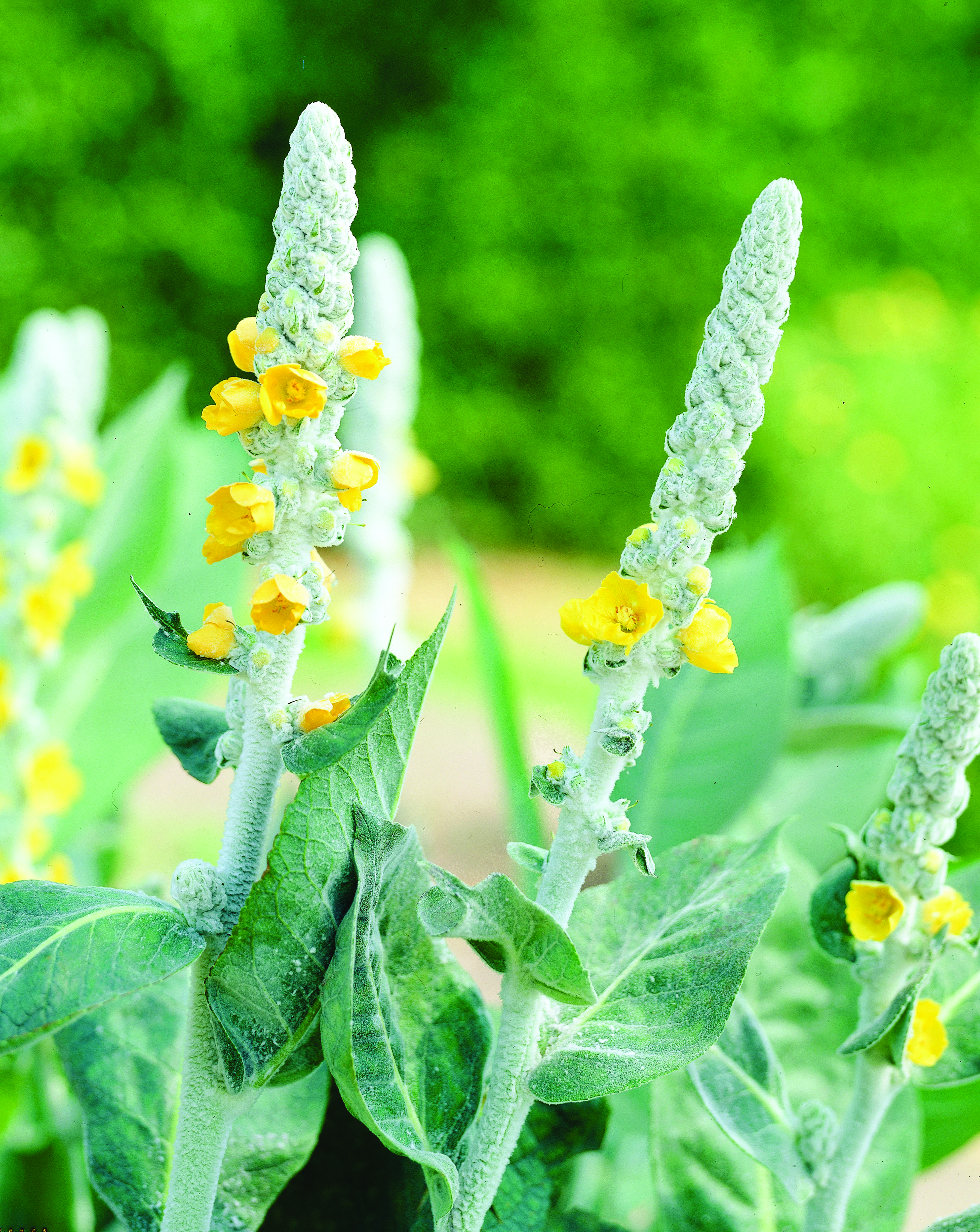 Verbascum 'Polar Summer'
